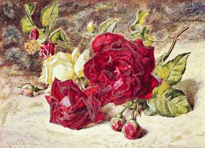 Um branco e duas rosas vermelhas e botões